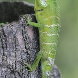 Paprastasis kalotas - Calotes calotes ♀ | Fotografas Gintautas Steiblys