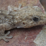 Tenerifinis sieninis gekonas - Tarentola delalandii | Fotografas Gintautas Steiblys