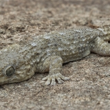 Tenerifinis sieninis gekonas - Tarentola delalandii | Fotografas Gintautas Steiblys