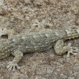 Tenerifinis sieninis gekonas - Tarentola delalandii | Fotografas Gintautas Steiblys