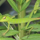 Paprastasis kalotas - Calotes calotes, juv. | Fotografas Gintautas Steiblys
