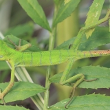 Paprastasis kalotas - Calotes calotes, juv. | Fotografas Gintautas Steiblys