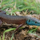 Mėlyngerklis pleištinis driežas - Algyroides nigropunctatus ♂ | Fotografas Gintautas Steiblys