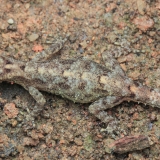 Uolinis gekonas - Cnemaspis sp. | Fotografas Gintautas Steiblys