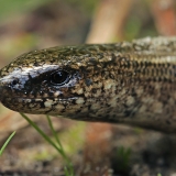 Trapusis gluodenas - Anguis fragilis | Fotografas Gintautas Steiblys