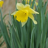 Tariamasis narcizas - Narcissus pseudonarcissus | Fotografas Gintautas Steiblys