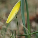 Tariamasis narcizas - Narcissus pseudonarcissus | Fotografas Gintautas Steiblys