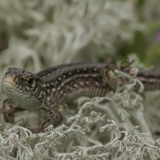 Vikrusis driežas - Lacerta agilis | Fotografas Gintautas Steiblys