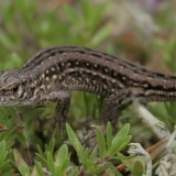 Vikrusis driežas - Lacerta agilis | Fotografas Gintautas Steiblys