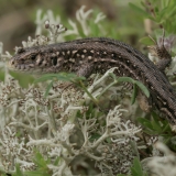Vikrusis driežas - Lacerta agilis | Fotografas Gintautas Steiblys