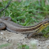 Grakštusis gyvatgalvis - Ophisops elegans | Fotografas Gintautas Steiblys