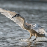 Gulbė nebylė - Cygnus olor, juv. | Fotografas Gintautas Steiblys