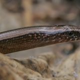 Trapusis gluodenas - Anguis fragilis | Fotografas Gintautas Steiblys