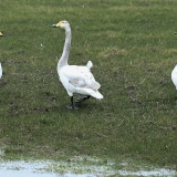 Gulbės giesmininkės - Cygnus cygnus | Fotografas Gintautas Steiblys