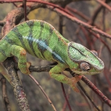 Panterinis chameleonas - Furcifer pardalis | Fotografas Gintautas Steiblys