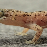 Dėmėtasis naminis gekonas - Hemidactylus parvimaculatus | Fotografas Gintautas Steiblys