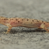 Dėmėtasis naminis gekonas - Hemidactylus parvimaculatus | Fotografas Gintautas Steiblys
