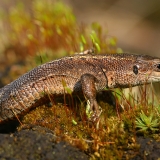 Gyvavedis driežas - Zootoca vivipara | Fotografas Gintautas Steiblys