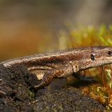 Gyvavedis driežas - Zootoca vivipara | Fotografas Gintautas Steiblys