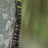 Vandeninis varanas - Varanus salvator, juv. | Fotografas Gintautas Steiblys