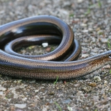 Trapusis gluodenas - Anguis fragilis | Fotografas Gintautas Steiblys