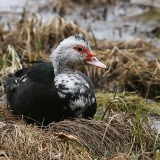 Muskusinė antis - Cairina moschata var. domestica | Fotografas Gintautas Steiblys