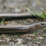 Trapusis gluodenas - Anguis fragilis | Fotografas Gintautas Steiblys