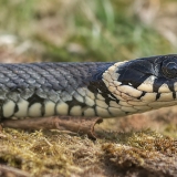 Geltonskruostis žaltys - Natrix natrix | Fotografas Gintautas Steiblys