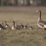 Baltakaktės žąsys - Anser albifrons | Fotografas Gintautas Steiblys