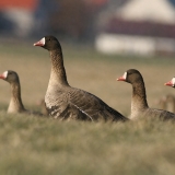 Baltakaktės žąsys - Anser albifrons | Fotografas Gintautas Steiblys