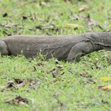 Bengalinis varanas - Varanus bengalensis | Fotografas Gintautas Steiblys