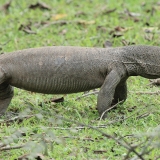 Bengalinis varanas - Varanus bengalensis | Fotografas Gintautas Steiblys