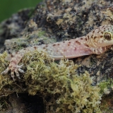 Viduržeminis gekonas - Hemidactylus turcicus | Fotografas Gintautas Steiblys