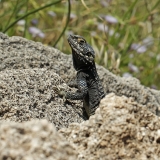 Žvaigždėtoji agama - Laudakia stellio | Fotografas Gintautas Steiblys