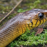 Indinė žiurkinė gyvatė - Ptyas mucosus | Fotografas Gintautas Steiblys