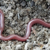 Europinis aklažaltis - Xerotyphlops vermicularis | Fotografas Gintautas Steiblys