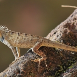 Raudongurklis kalotas - Calotes versicolor | Fotografas Gintautas Steiblys