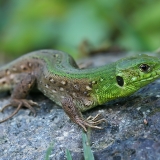 Vikrusis driežas - Lacerta agilis ♂ | Fotografas Gintautas Steiblys