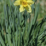 Narcizas - Narcissus sp. | Fotografas Gintautas Steiblys