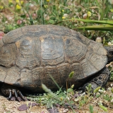 Graikinis vėžlys - Testudo graeca | Fotografas Gintautas Steiblys
