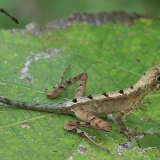 Laibakojė agama - Otocryptis wiegmanni | Fotografas Gintautas Steiblys