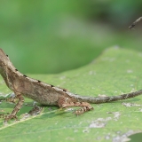 Laibakojė agama - Otocryptis wiegmanni | Fotografas Gintautas Steiblys