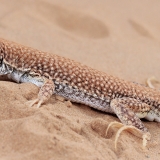 Driežas - Acanthodactylus dumerilii | Fotografas Gintautas Steiblys