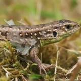 Vikrusis driežas - Lacerta agilis ♂ | Fotografas Gintautas Steiblys