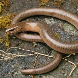 Rytinis gluodenas - Anguis colchica | Fotografas Gintautas Steiblys