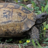 Graikinis vėžlys - Testudo graeca | Fotografas Gintautas Steiblys