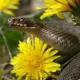 Paprastoji angis - Vipera berus | Fotografas Gintautas Steiblys