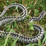Paprastoji angis - Vipera berus | Fotografas Gintautas Steiblys