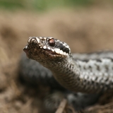 Paprastoji angis - Vipera berus | Fotografas Gintautas Steiblys