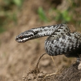 Paprastoji angis - Vipera berus | Fotografas Gintautas Steiblys